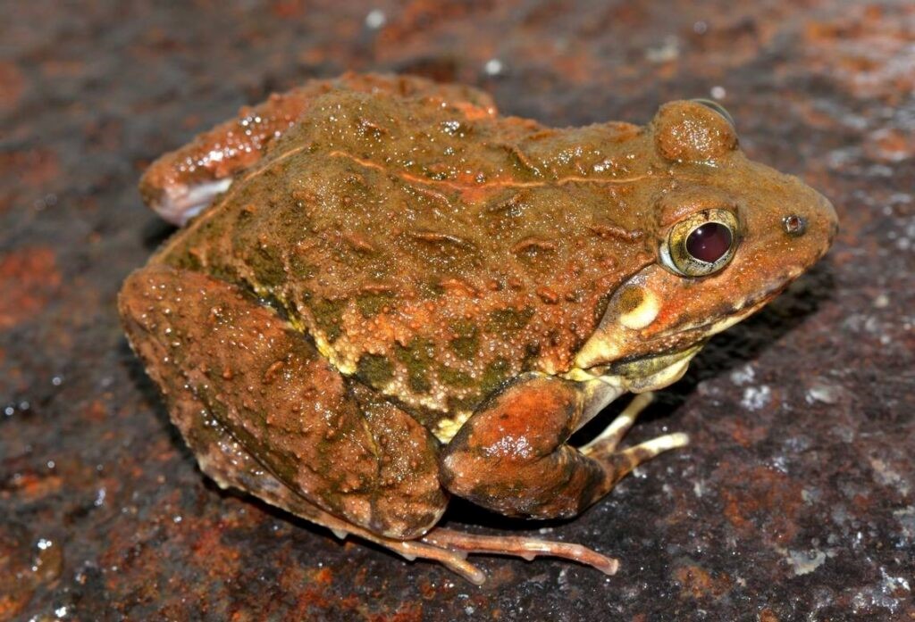 Mahabaleshwar cricket frog