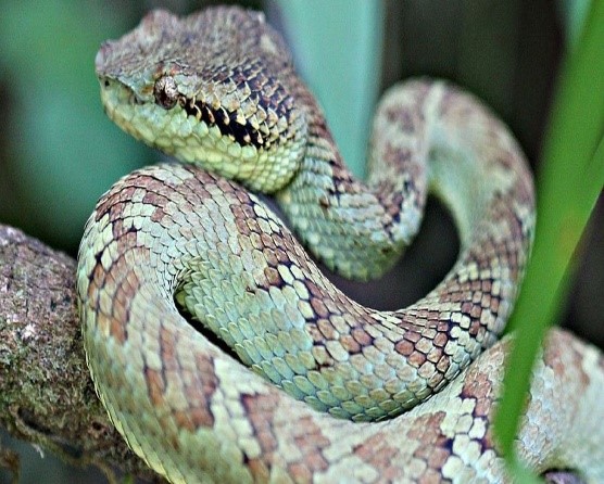 MalabarPitViper