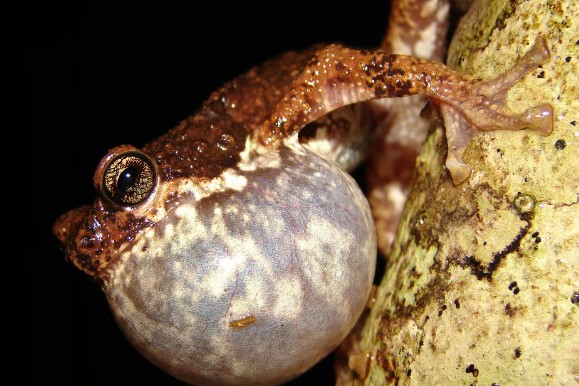 Malabar Tree Toad