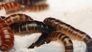 Mealworm Larvae