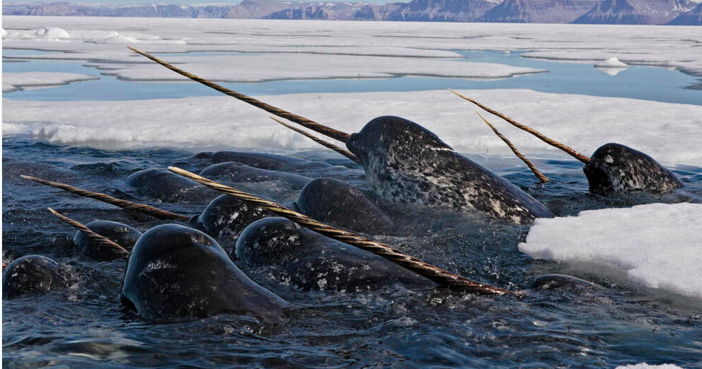 Narwhals