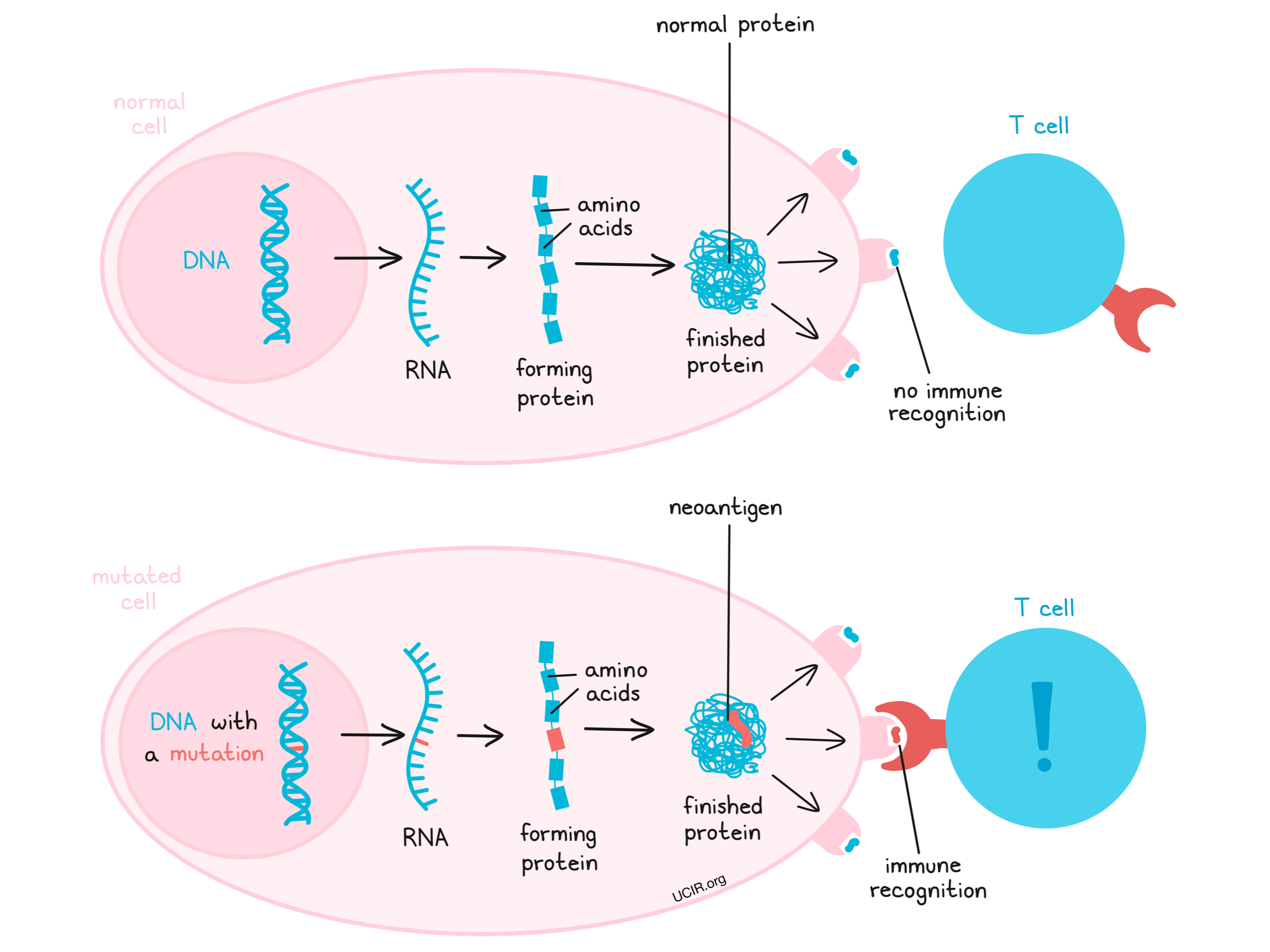 Neoantigen