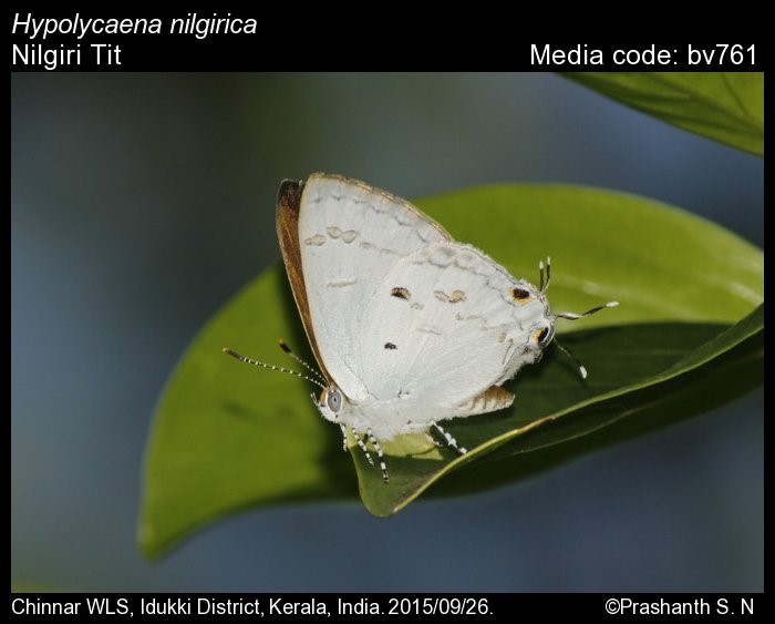 Nilgiri Tit Butterfly