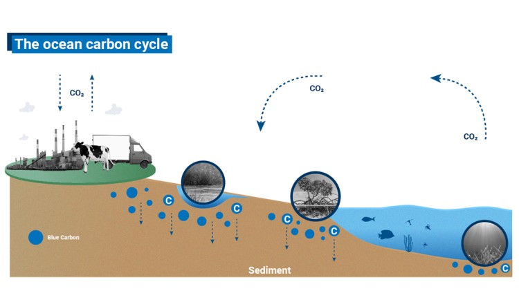 Blue Carbon Cycle