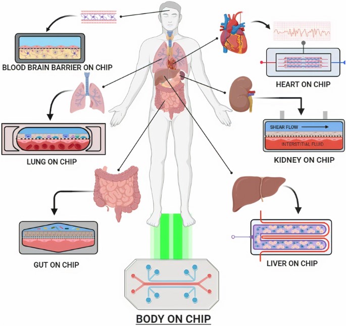 Organ-on-Chip Technology