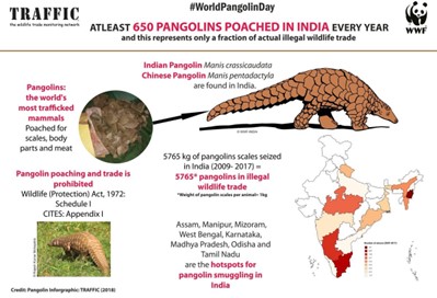 Pangolin Trafficking