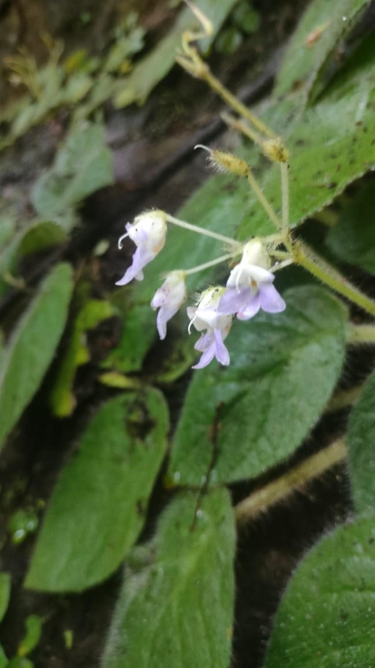 Petrocosmea arunachalense