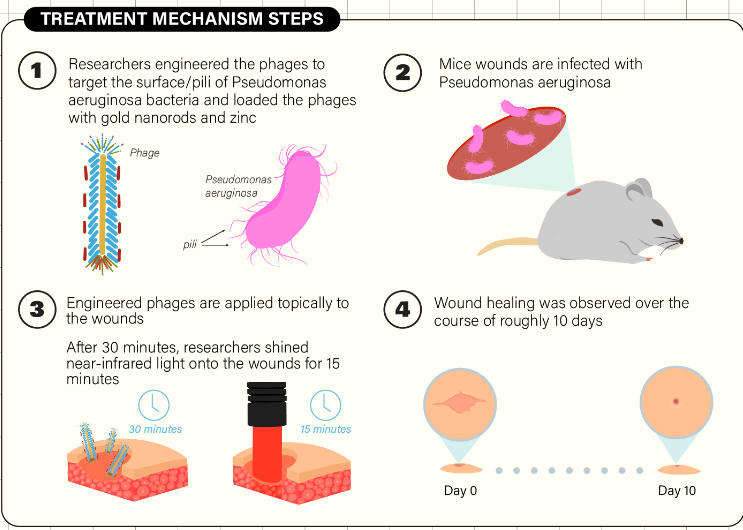 phageTherapy