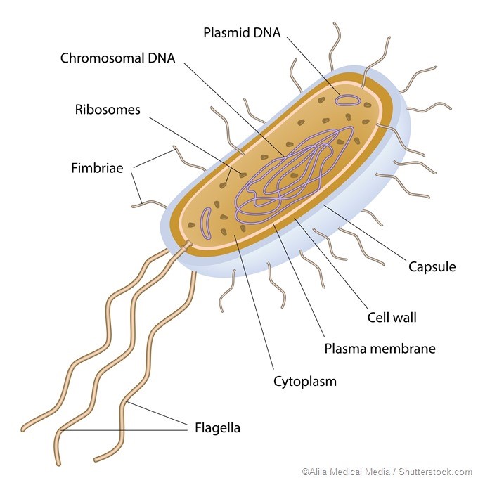 Prokaryotes