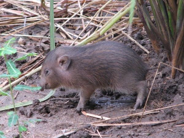 Pygmy Hog