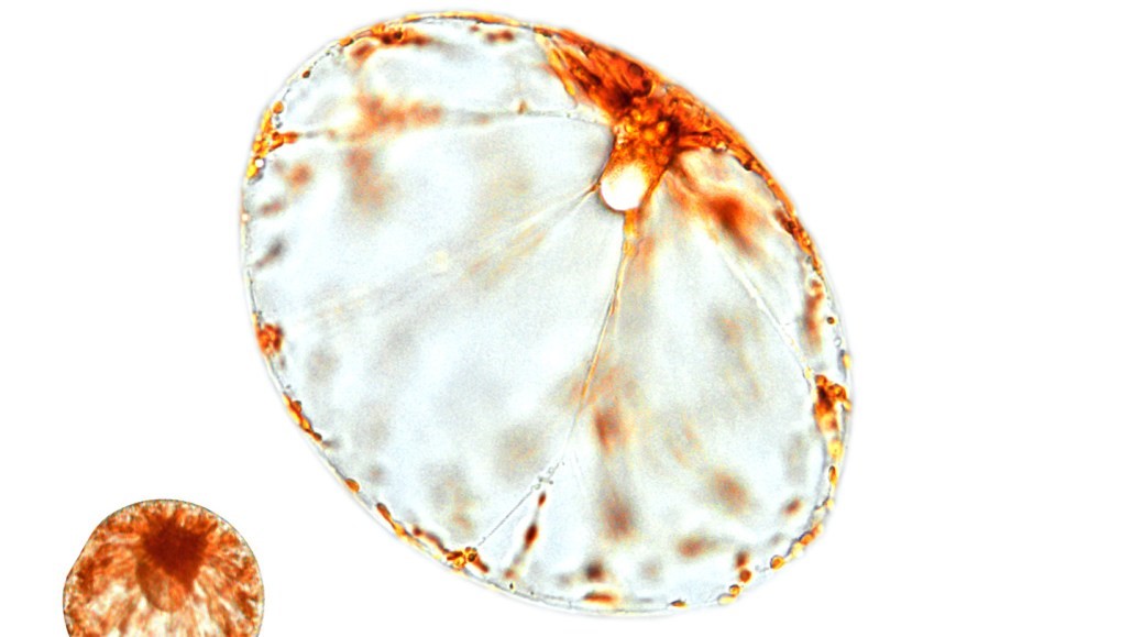 Pyrocystis noctiluca 