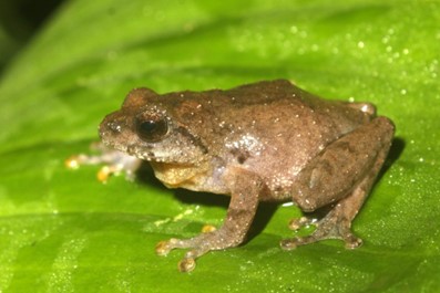 Raorchestes asakgrensis