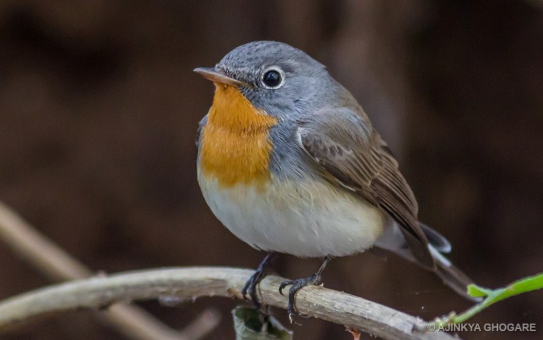 Red-breasted flycatcher