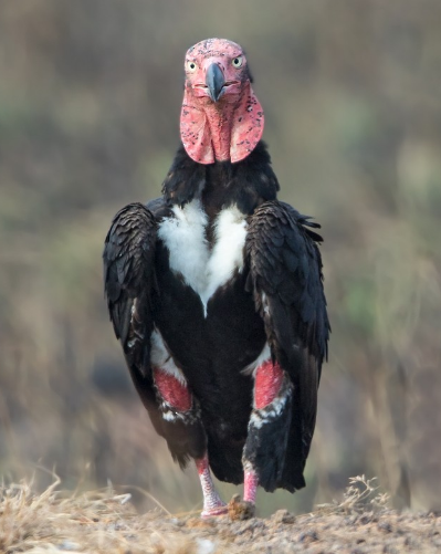 red vulture