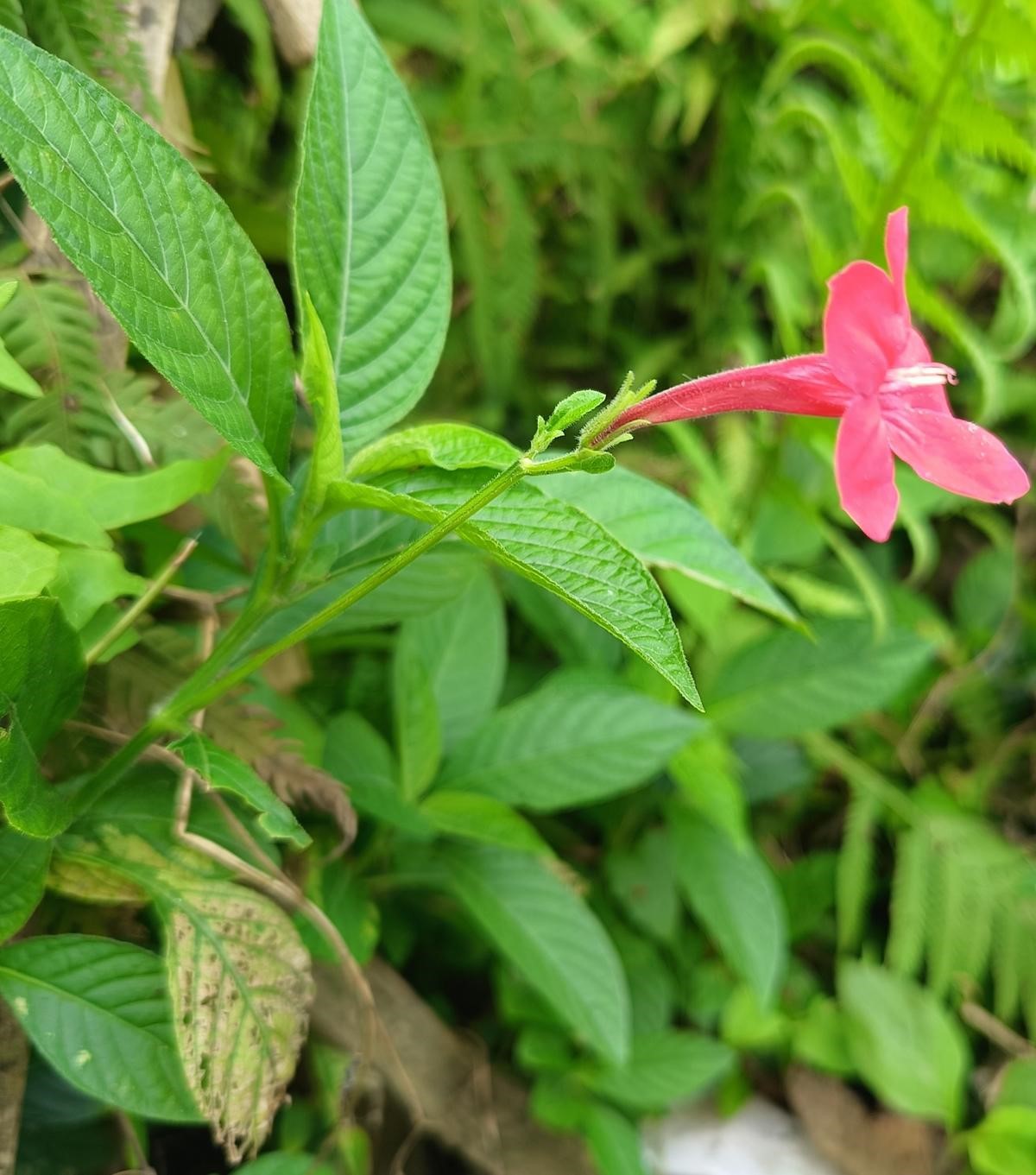 Ruellia Elegans