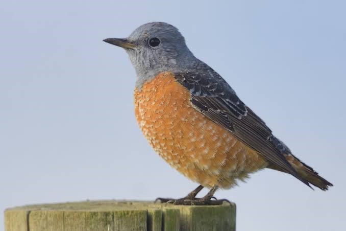 Rufous-tailed rock thrush