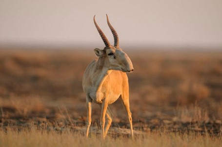 saiga antelope