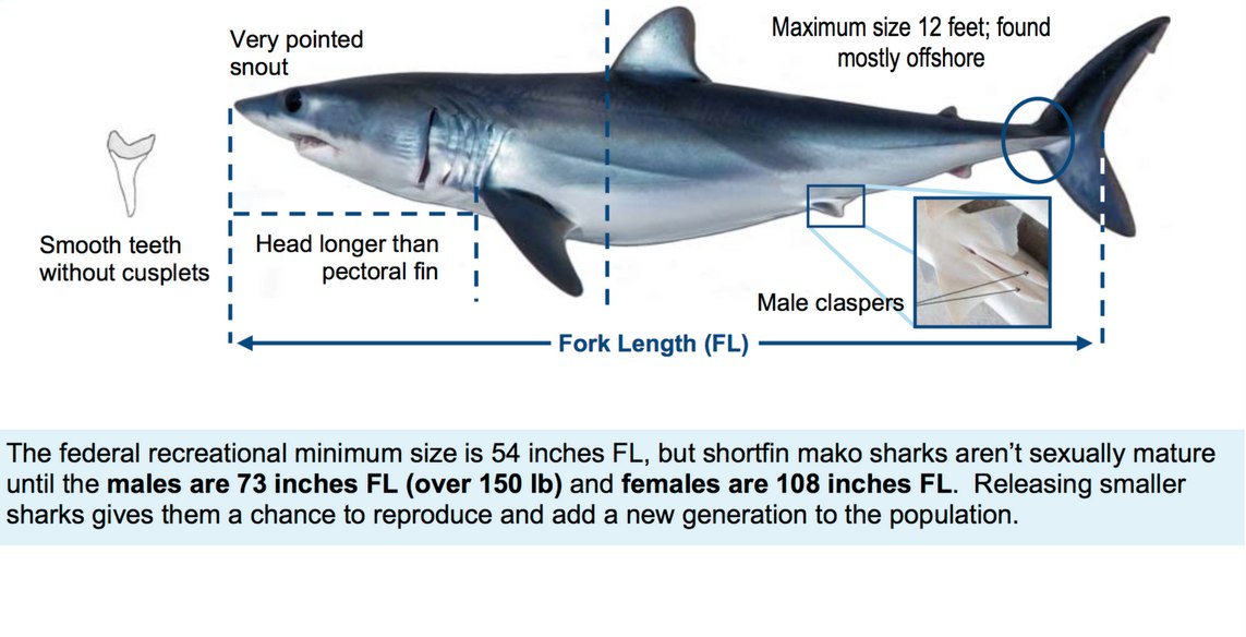 Shortfin Mako Shark