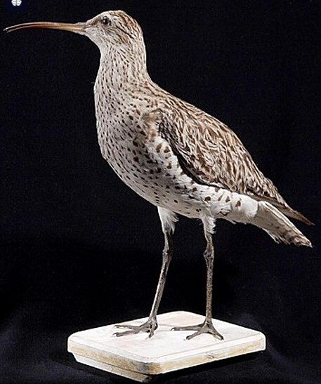 Slender-billed Curlew