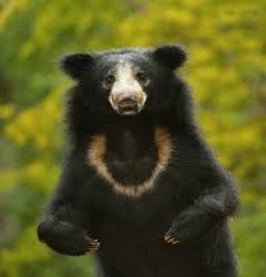 Sloth Bear