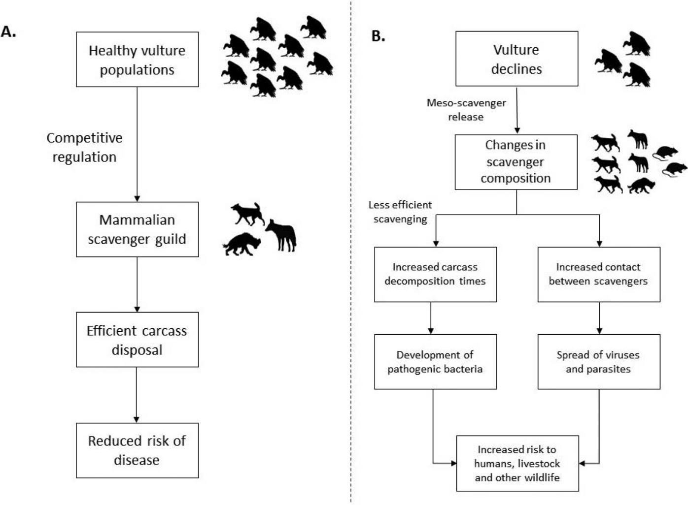 SocialCostsofVultureDecline