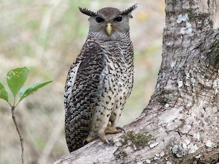 Spot-bellied Eagle Owl