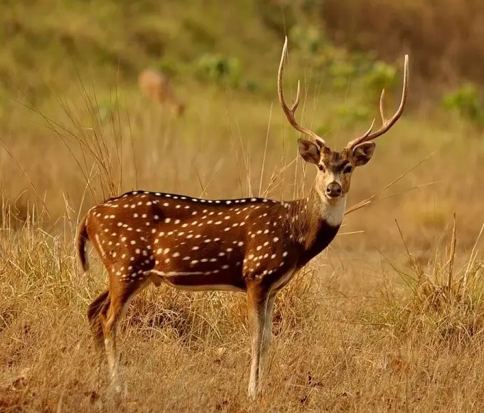 Spotted Deer