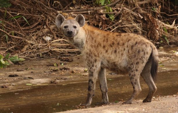 Spotted Hyena