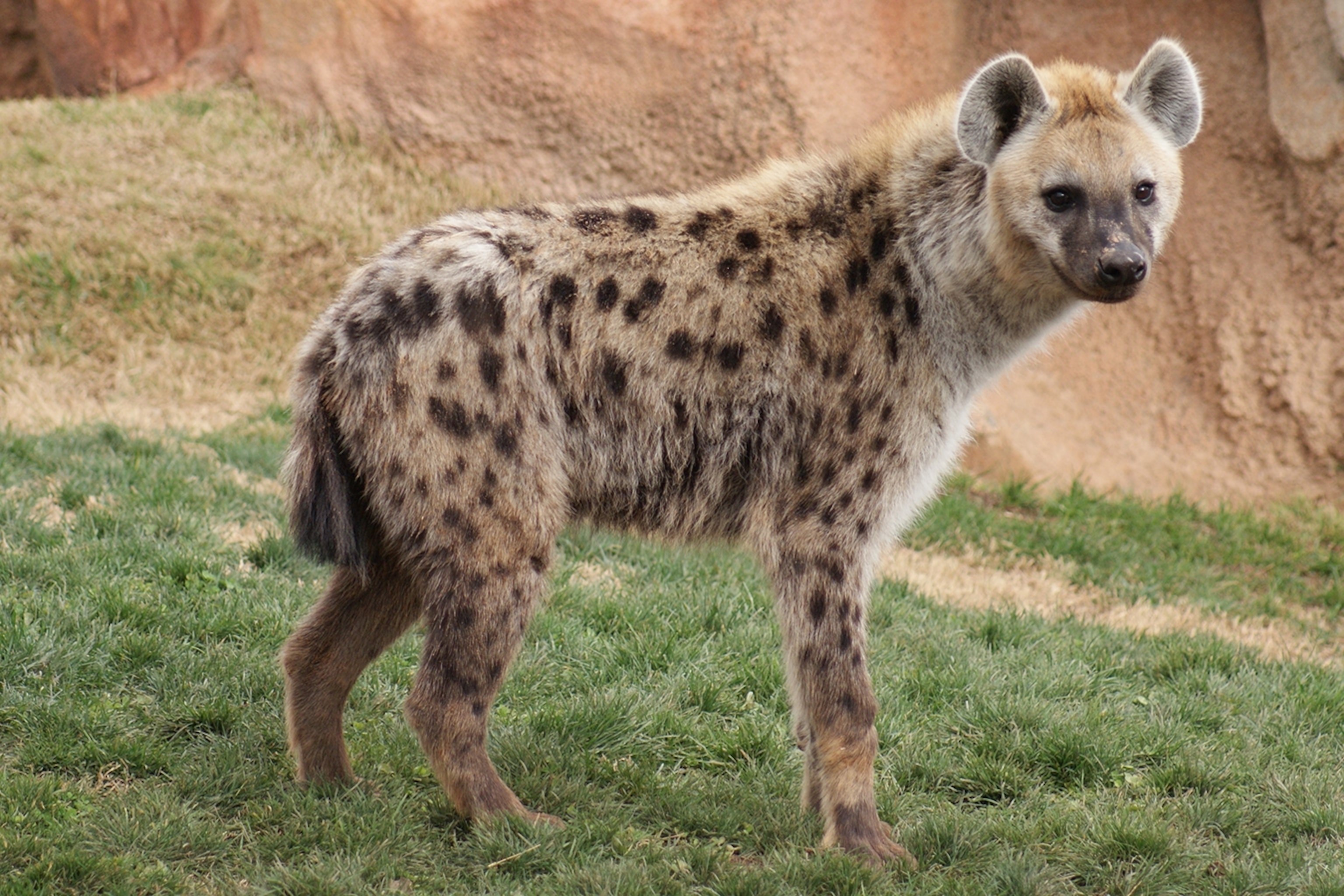 Spotted Hyenas