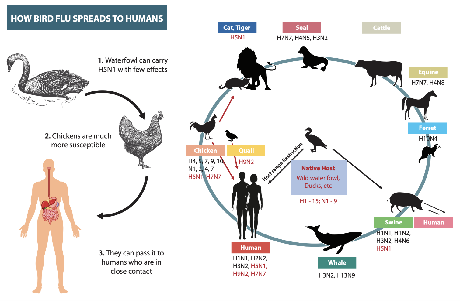 H5N1spread