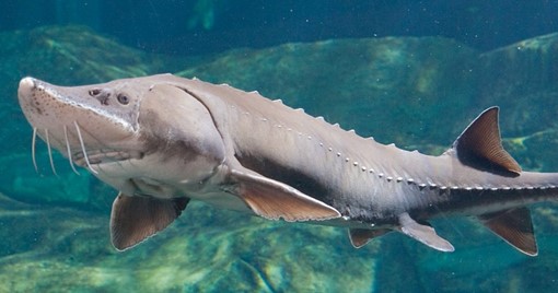 Sturgeon