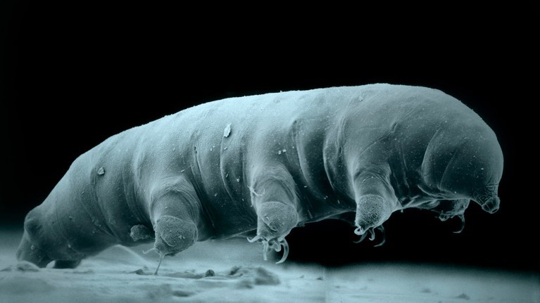 Tardigrades