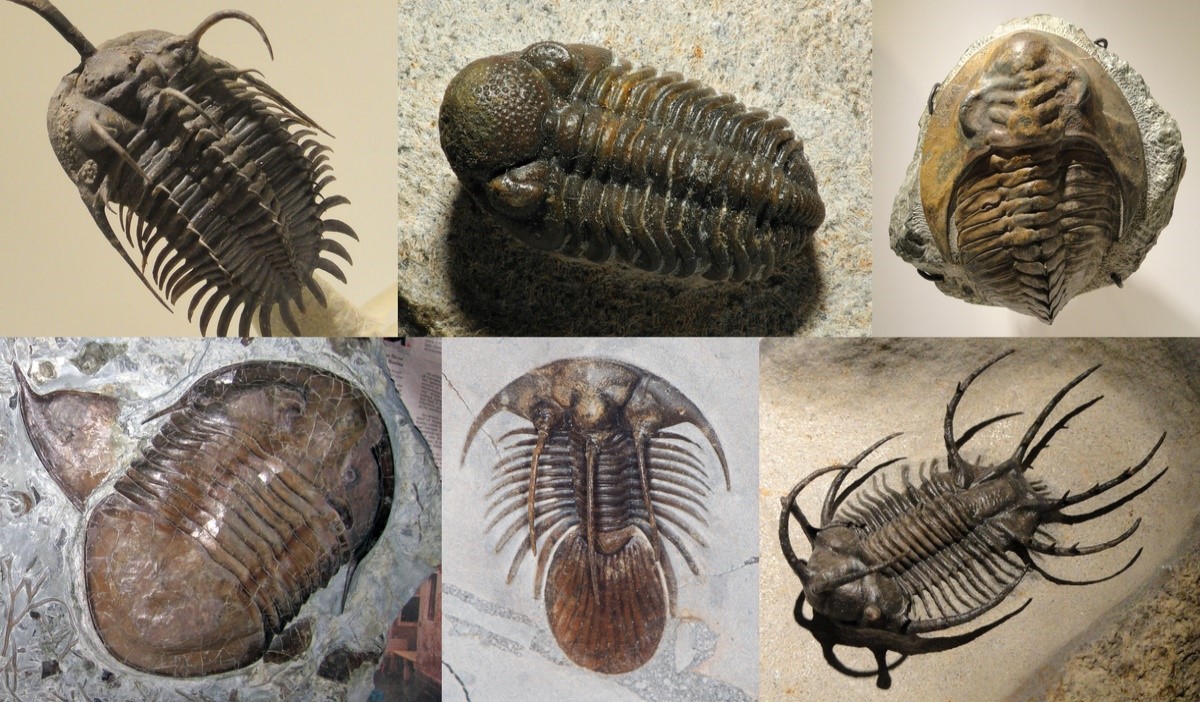 Trilobites