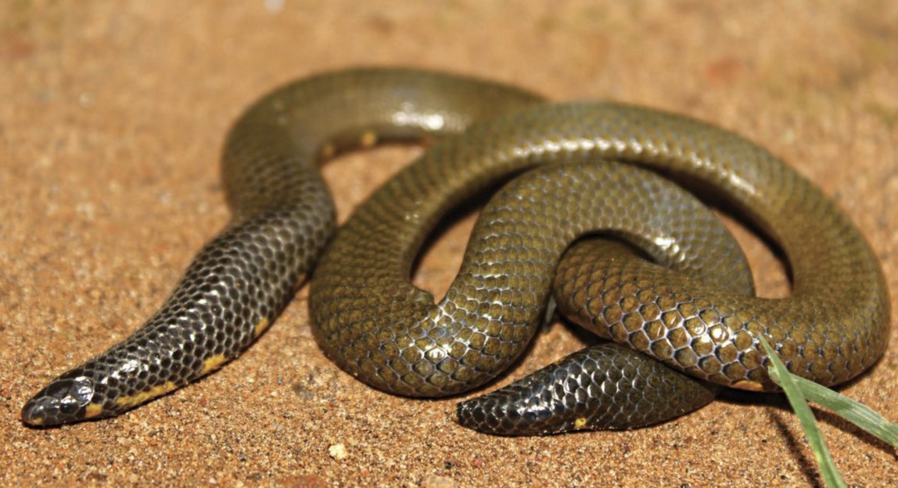 Uropeltis caudomaculata