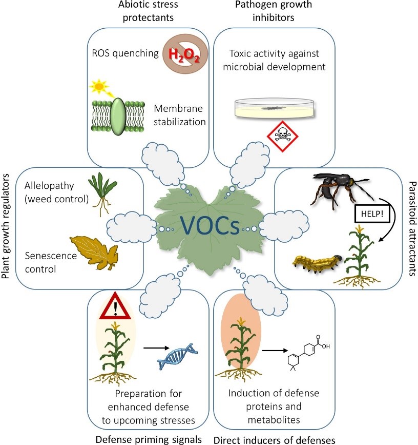 VOC