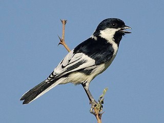 White-naped Tit