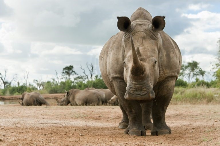 White Rhinos