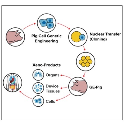 Xenotransplantation