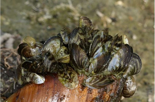 Zebra Mussels