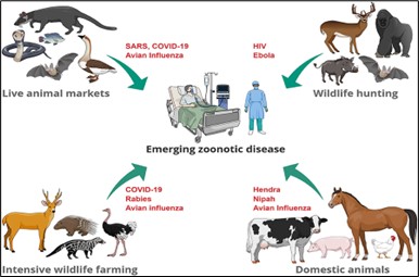 Zoonotic diseases